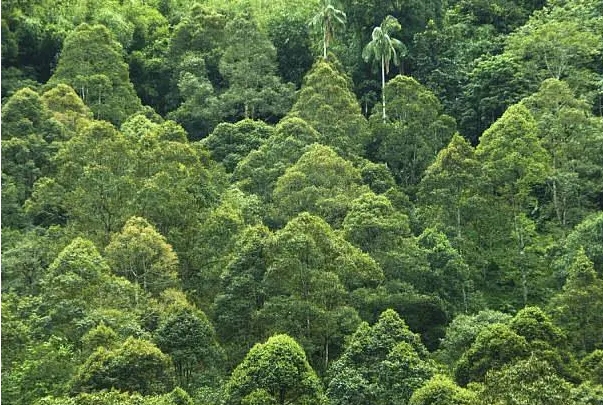 热带雨林.png