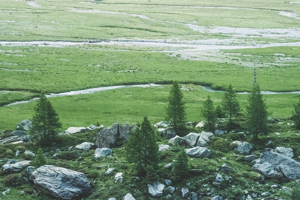 林草3.jpg 林草3.jpg