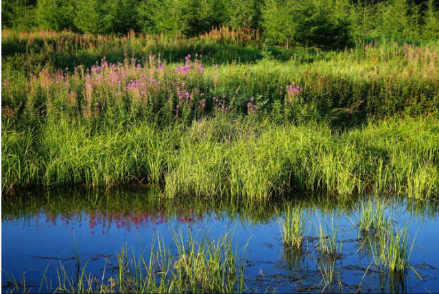 湿地.png 湿地.png