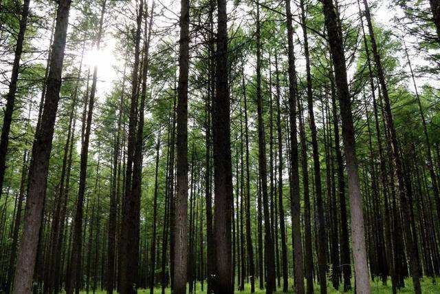 林业1的11.jpg 林业1的11.jpg