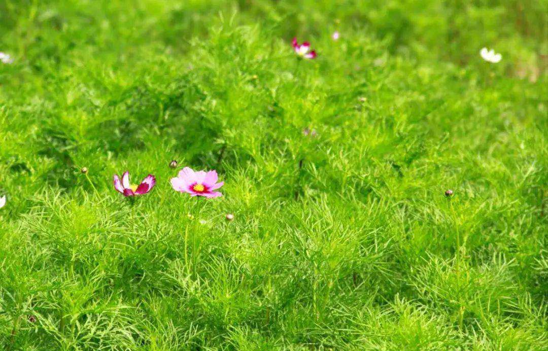 生态2.jpg 生态2.jpg