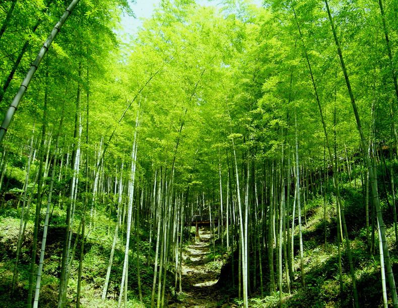 竹林6.jpg