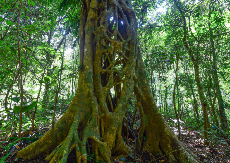 热带.png 热带.png