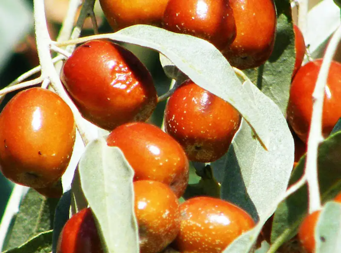 沙枣.png 沙枣.png