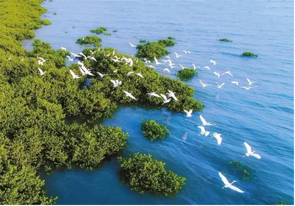 红树林湿地.png