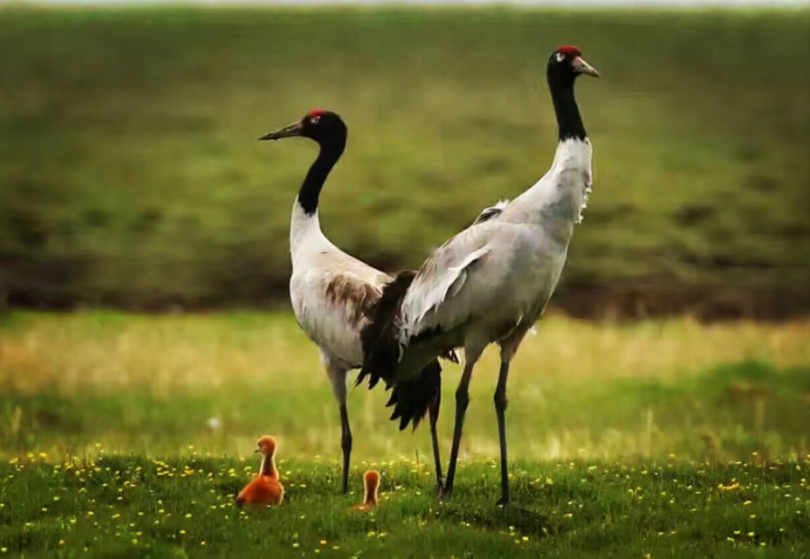 珍稀动物4.png 珍稀动物4.png