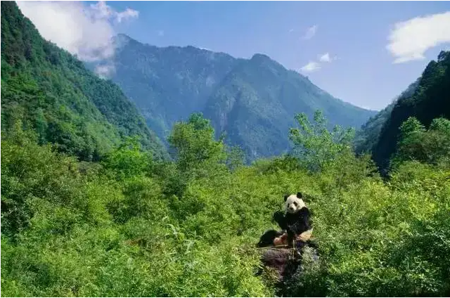四川卧龙自然保护区.png