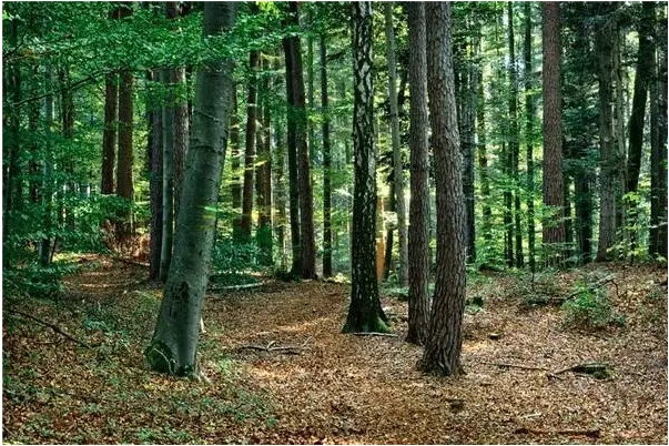 林木1.png 林木1.png