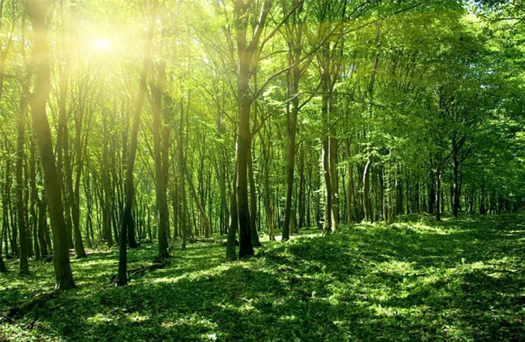 现代林业44.png 现代林业44.png