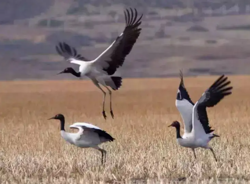 多样生物3.png 多样生物3.png