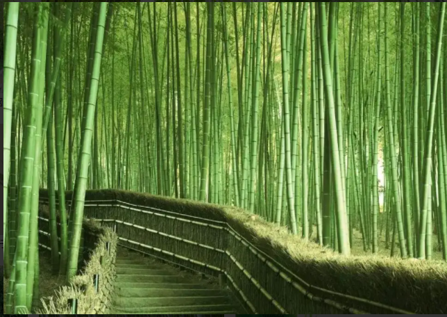 竹子.png 竹子.png