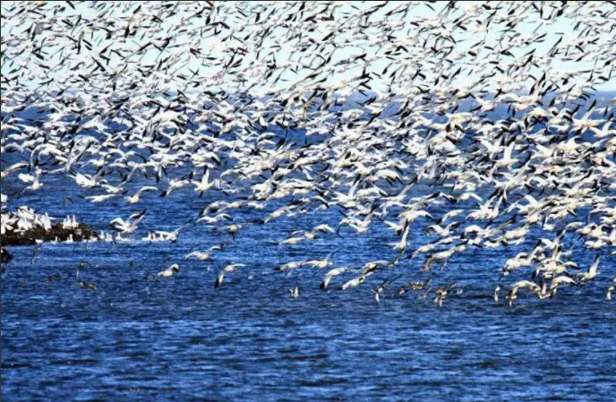 候鸟迁徙路线.png 候鸟迁徙路线.png