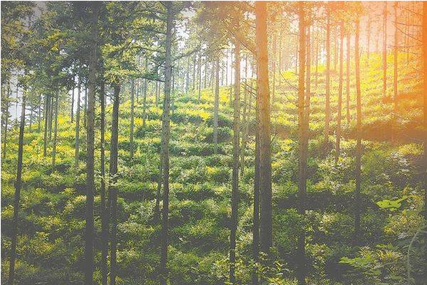 林业碳汇.png 林业碳汇.png