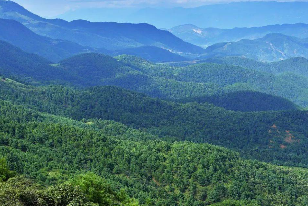 国家储备林2.png 国家储备林2.png