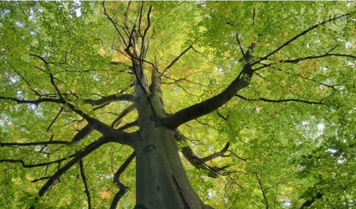 树的2.png 树的2.png