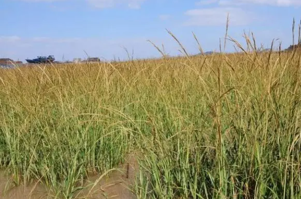 互花米草的7.png 互花米草的7.png