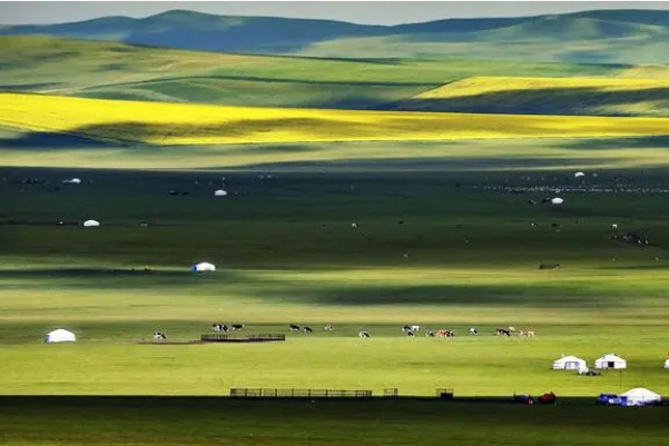 呼伦贝尔天然草原.png