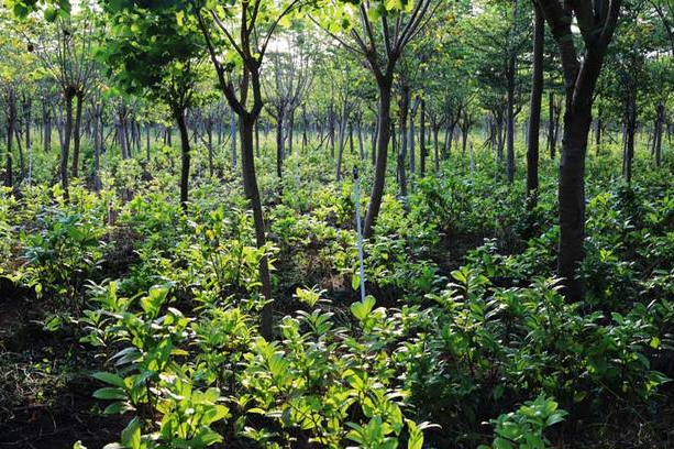 林下经济的1.png 林下经济的1.png