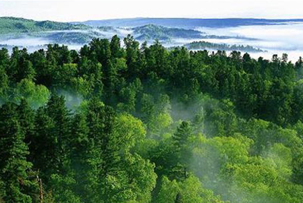 森林资源的2.png 森林资源的2.png