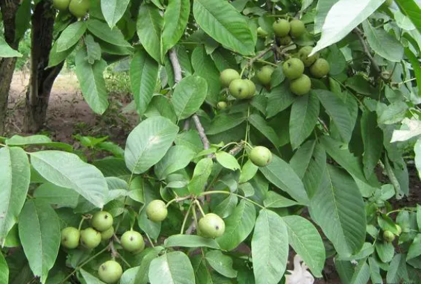 核桃de1.png