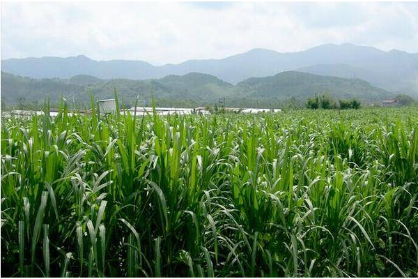 人工种草的2.png 人工种草的2.png