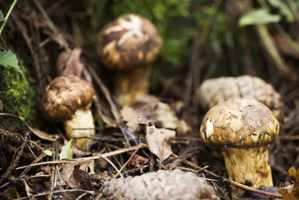 森林食物1.png 森林食物1.png
