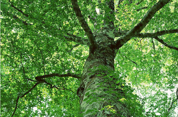 大树.png 大树.png