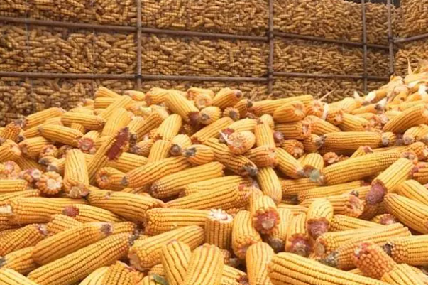 秋粮丰收.png 秋粮丰收.png