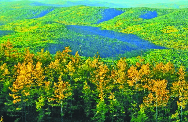 黑龙江大兴安岭的4.png 黑龙江大兴安岭的4.png