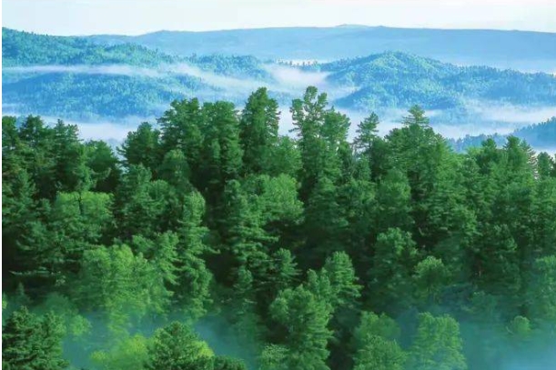 林长制的5.png 林长制的5.png