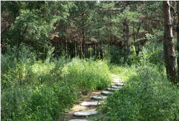 一马树森林公园.png 一马树森林公园.png