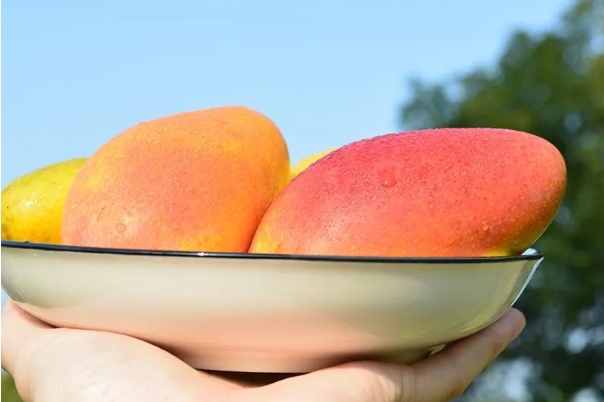 一颗芒果.png 一颗芒果.png