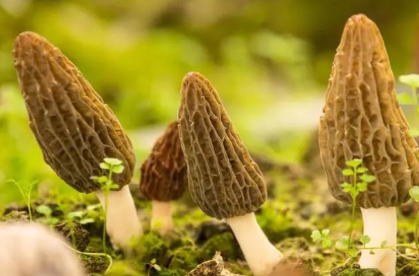 森林食品的21.png 森林食品的21.png