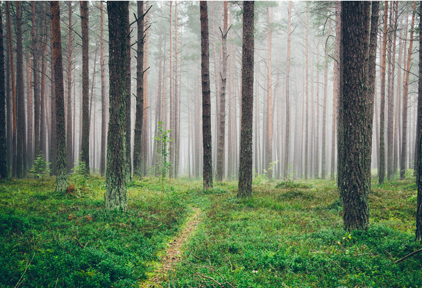 树林的7.png 树林的7.png