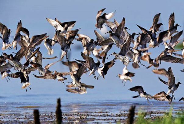 候鸟迁飞15.png 候鸟迁飞15.png