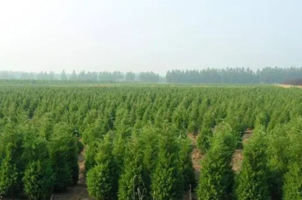 苗圃.png 苗圃.png