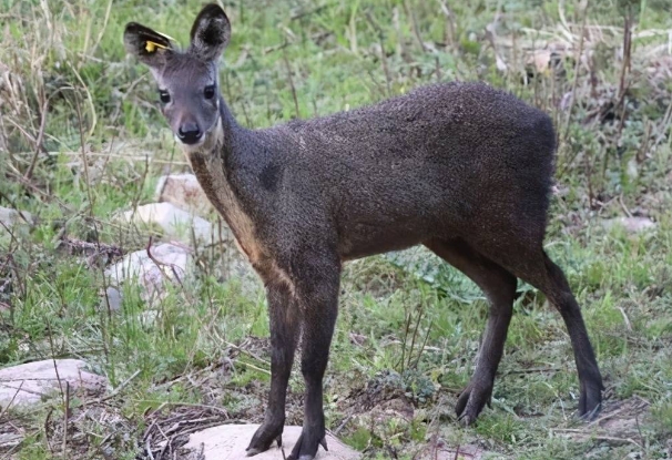 林麝.png 林麝.png