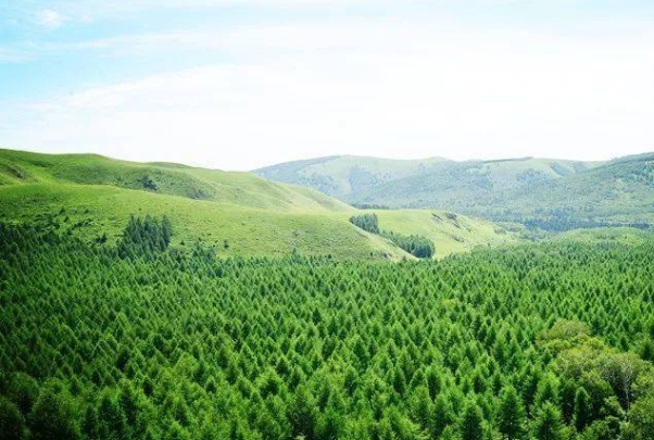 林业碳汇1.png 林业碳汇1.png