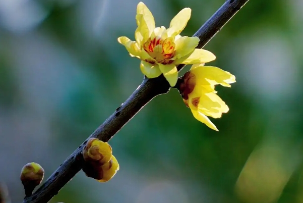 夏蜡梅新品种.png 夏蜡梅新品种.png