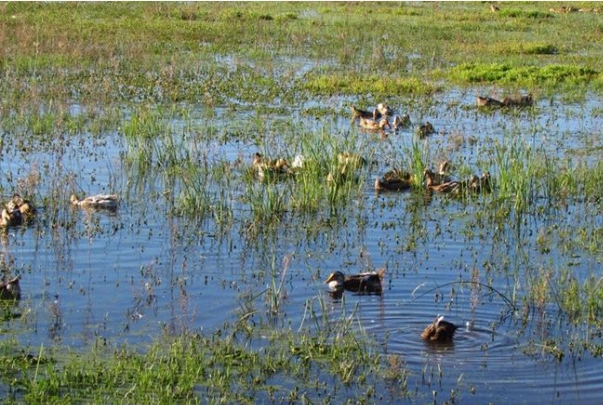 湿地养殖.png 湿地养殖.png