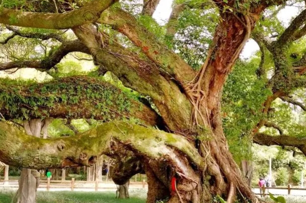 古榕树.png 古榕树.png