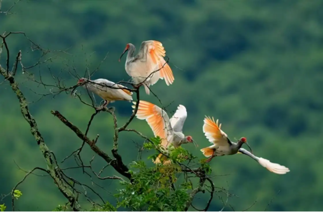 朱鹮4.png 朱鹮4.png