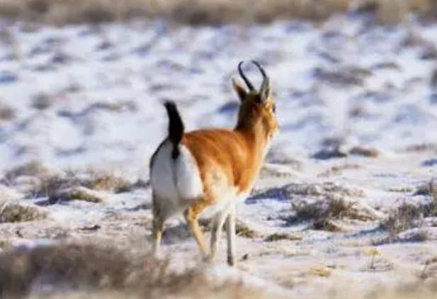 极度濒危野生动物.png 极度濒危野生动物.png