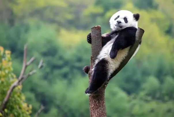 大熊猫国家公园的4.png