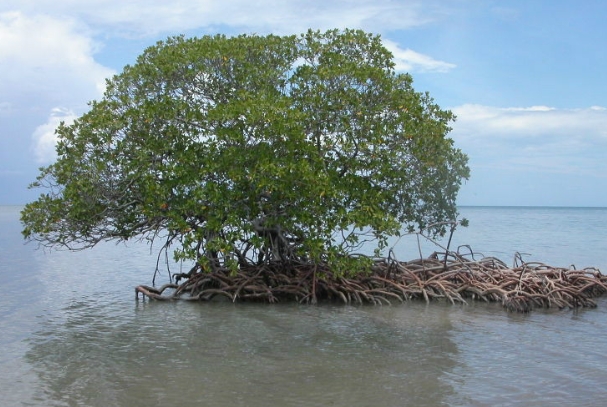 红树林.png 红树林.png