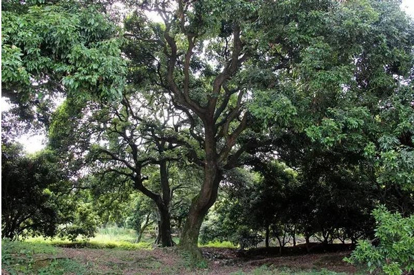 广东茂名有五百年以上树龄荔枝树.png
