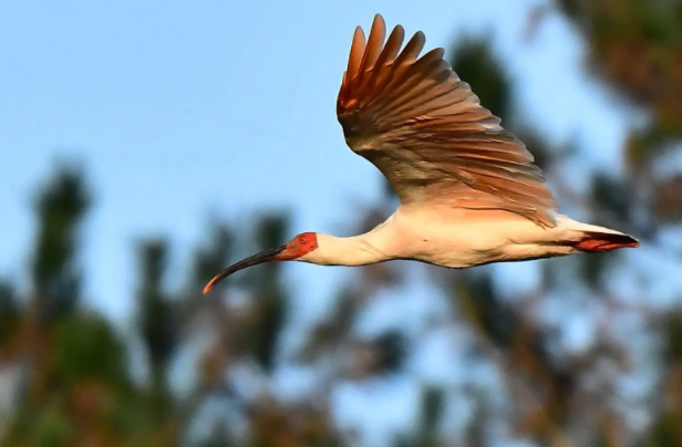 朱鹮.png 朱鹮.png