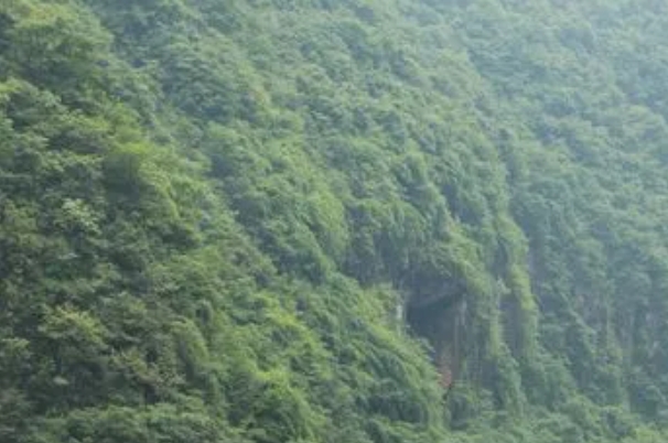 湖北五峰后河自然保护区.png