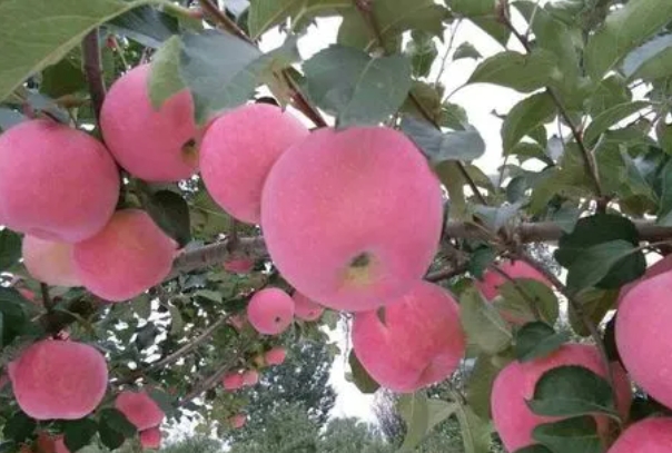 甘肃苹果全产业链产值预计明年突破660亿元.png 甘肃苹果全产业链产值预计明年突破660亿元.png