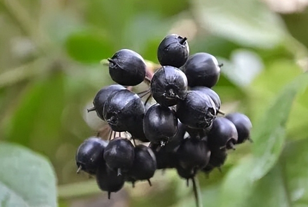 向森林要食物1.png 向森林要食物1.png